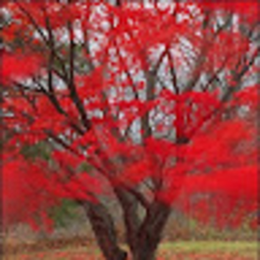 Meet your Posher, Lourdes